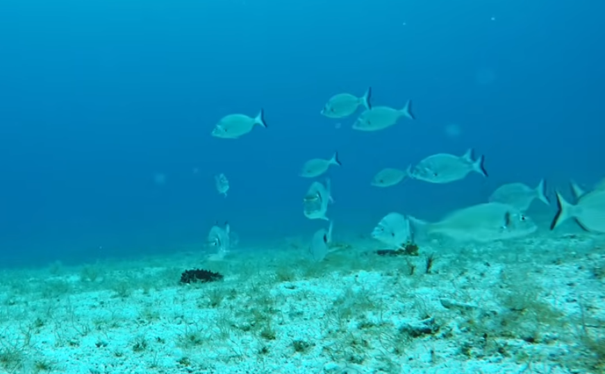 Persona che fa snorkeling in acque limpide vicino alla costa